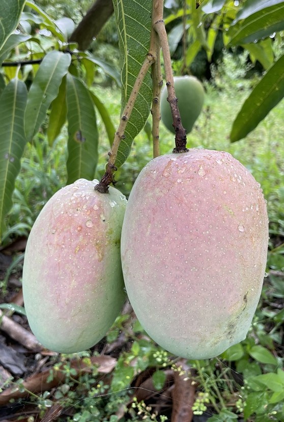 Mango Phenology -  Angie 1  - Photo credits: JH Crane