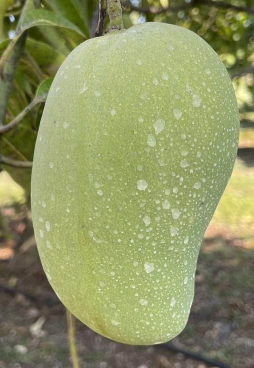 Mango Phenology - Ataulfo 1- Photo credits: JH Crane