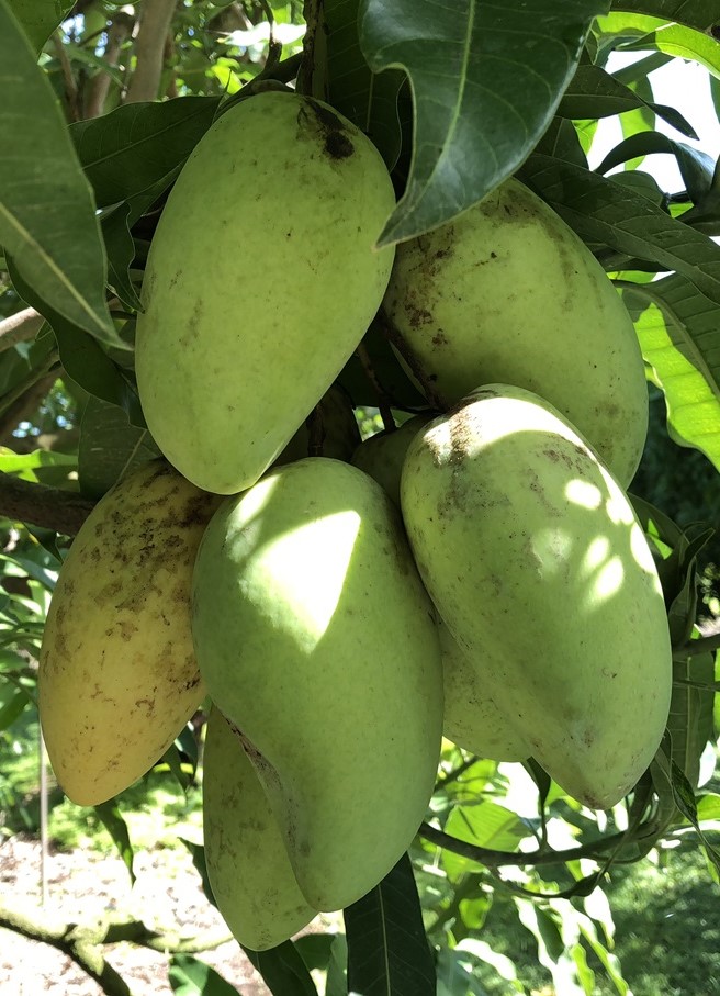 Mango Phenology - Carabao 1- Photo credits: JH Crane