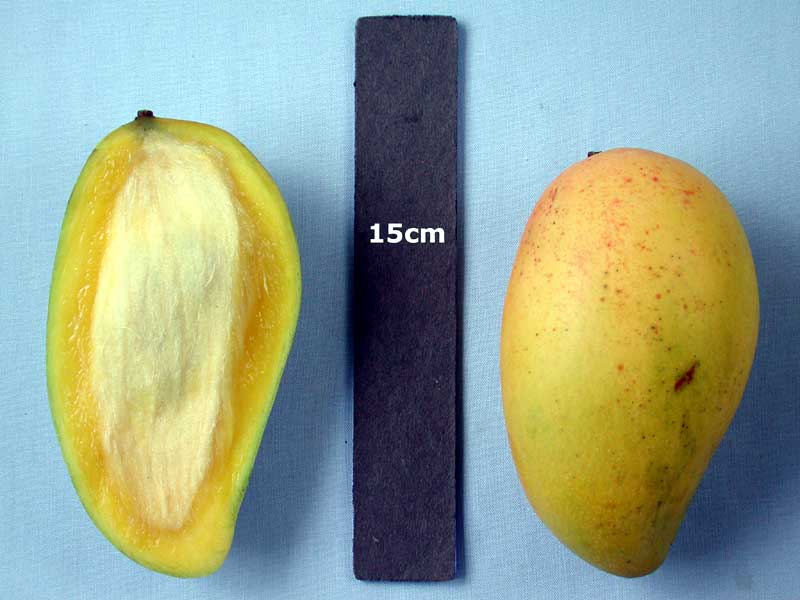 mango phenology -  Carabao 2  - Photo credit: Ian Maguire