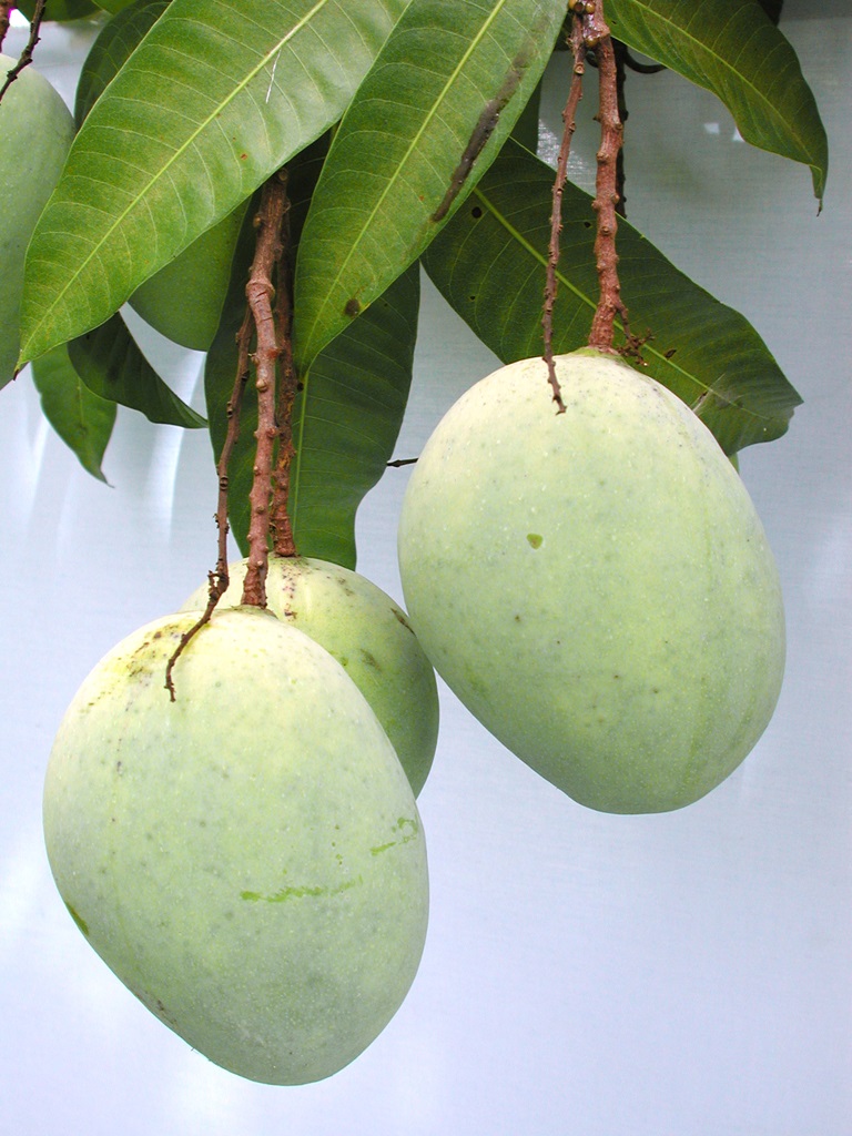 Mango Phenology - Carrie 1 - Photo credits: Ian Maguire