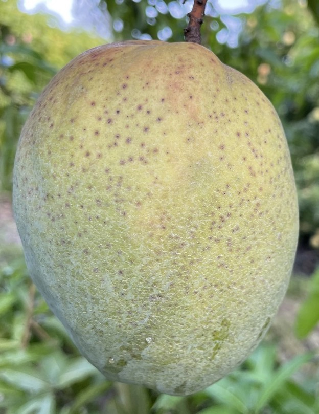 mango phenology -  Coconut Cream 1  - Photo credits: JH Crane