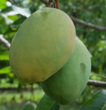 mango phenology -  Coconut Cream 2  - Photo credits: Chris Wenzel