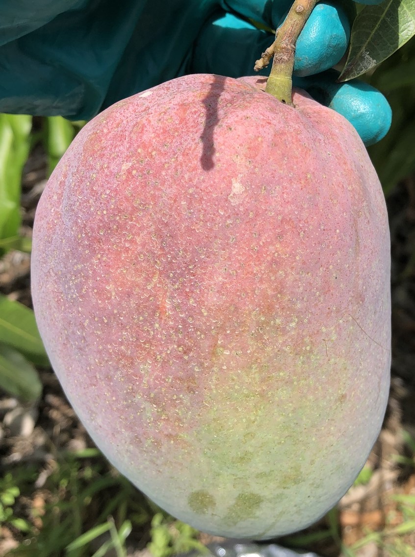 Mango Phenology - Cogshall 1 - Photo credits: JH Crane