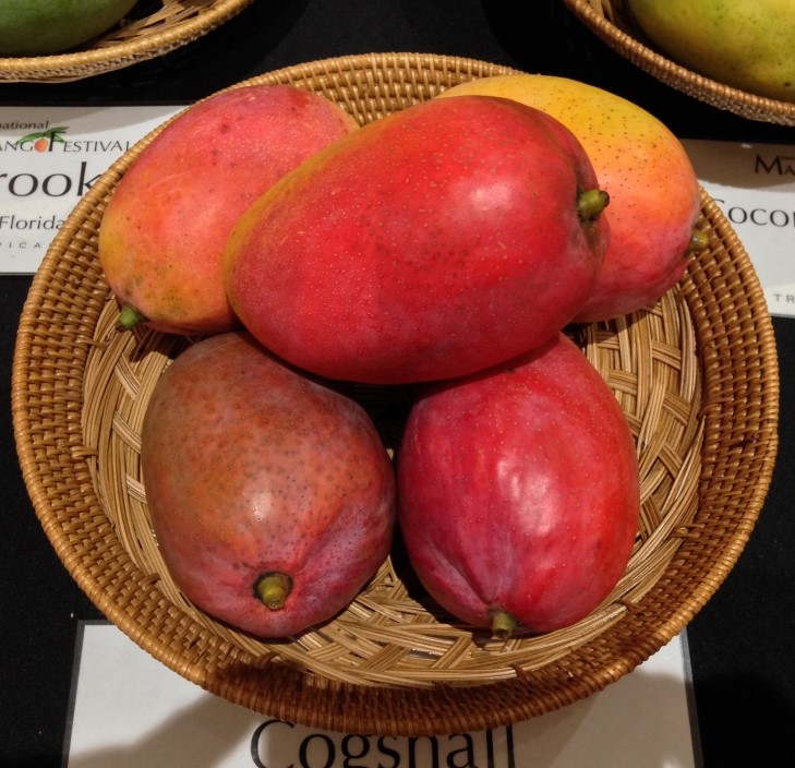 Mango Phenology - Cogshall 2 - Photo credits: JH Crane