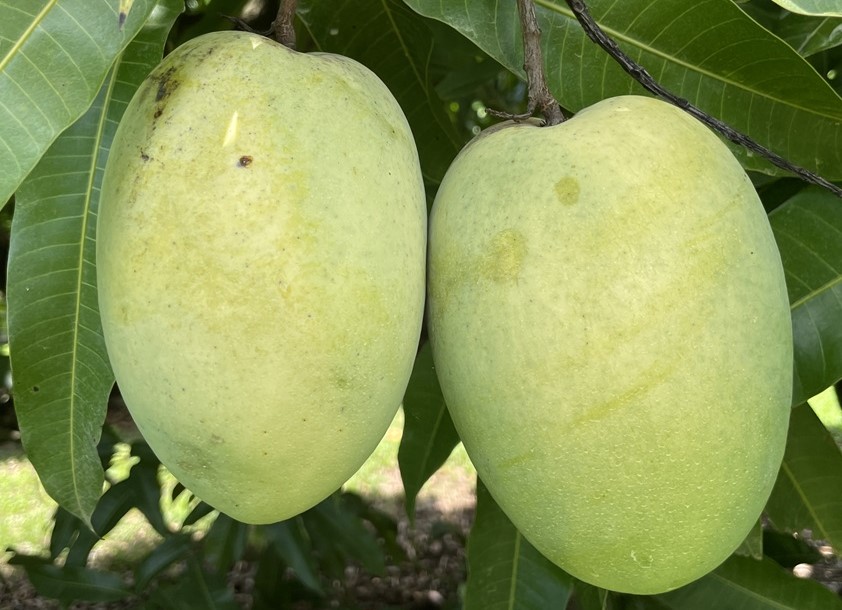 Mango Phenology - Duncan 1 - Photo credits: JH Crane