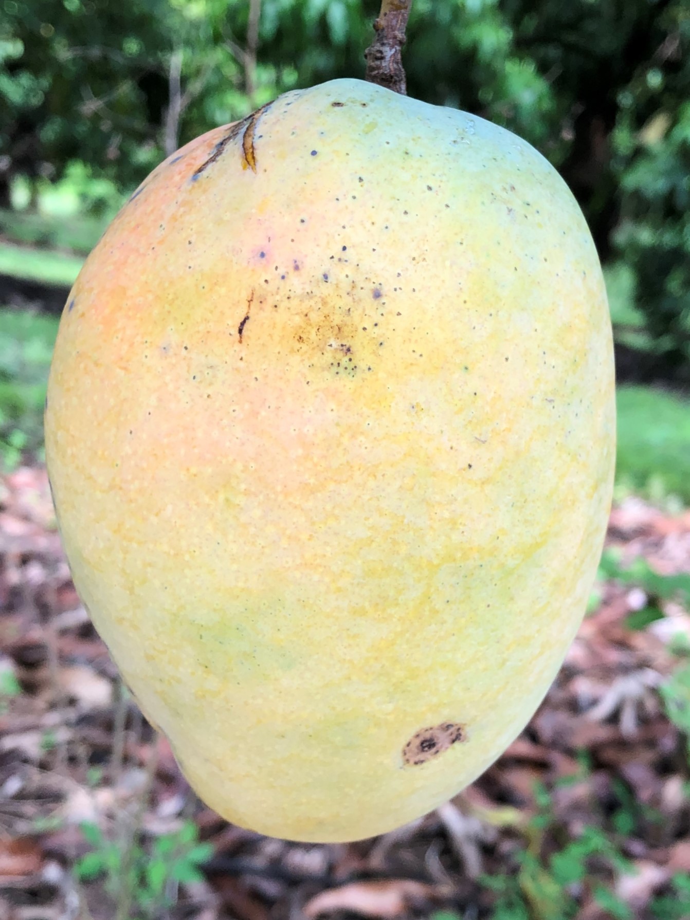 Edward - Mangos - University of Florida, Institute of Food and ...