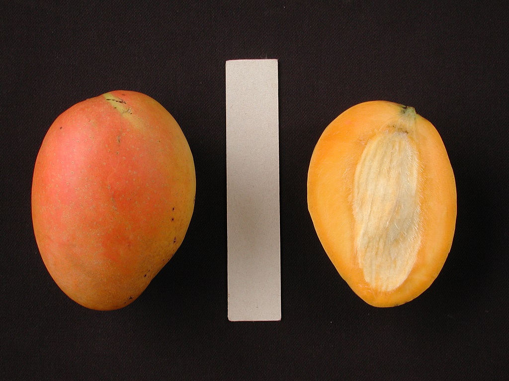 Mango Phenology - Edward 2 - Photo credits: Ian Maguire