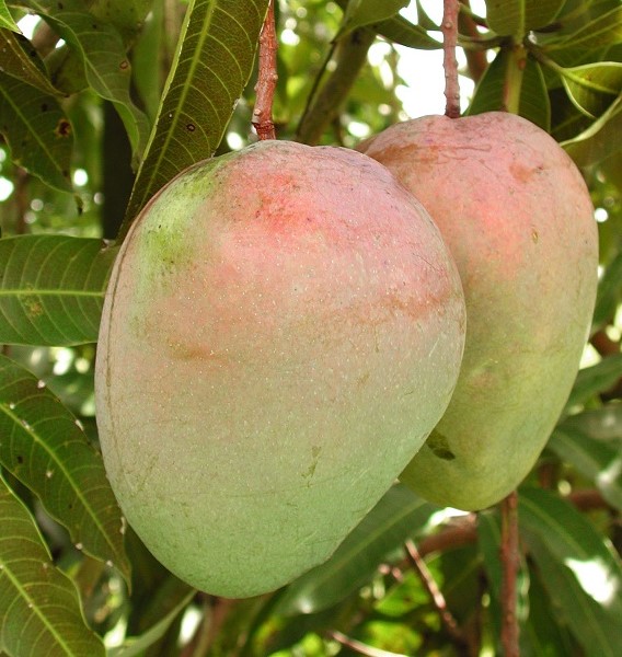 Mango Phenology - Glenn 1 - Photo credits: Ian Maguire