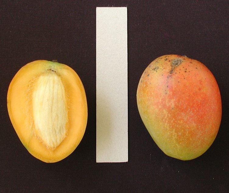 Mango Phenology - Glenn 3 - Photo credits: : Ian Maguire