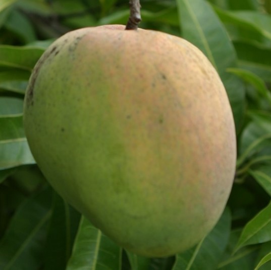 Mango Phenology - Graham 1 - Photo credits: JH Crane