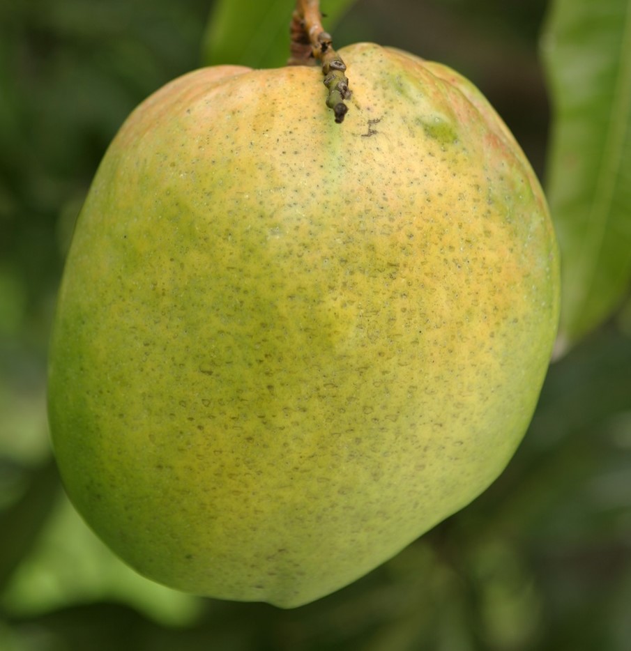 Mango Phenology - Graham 2 - Photo credits: JH Crane