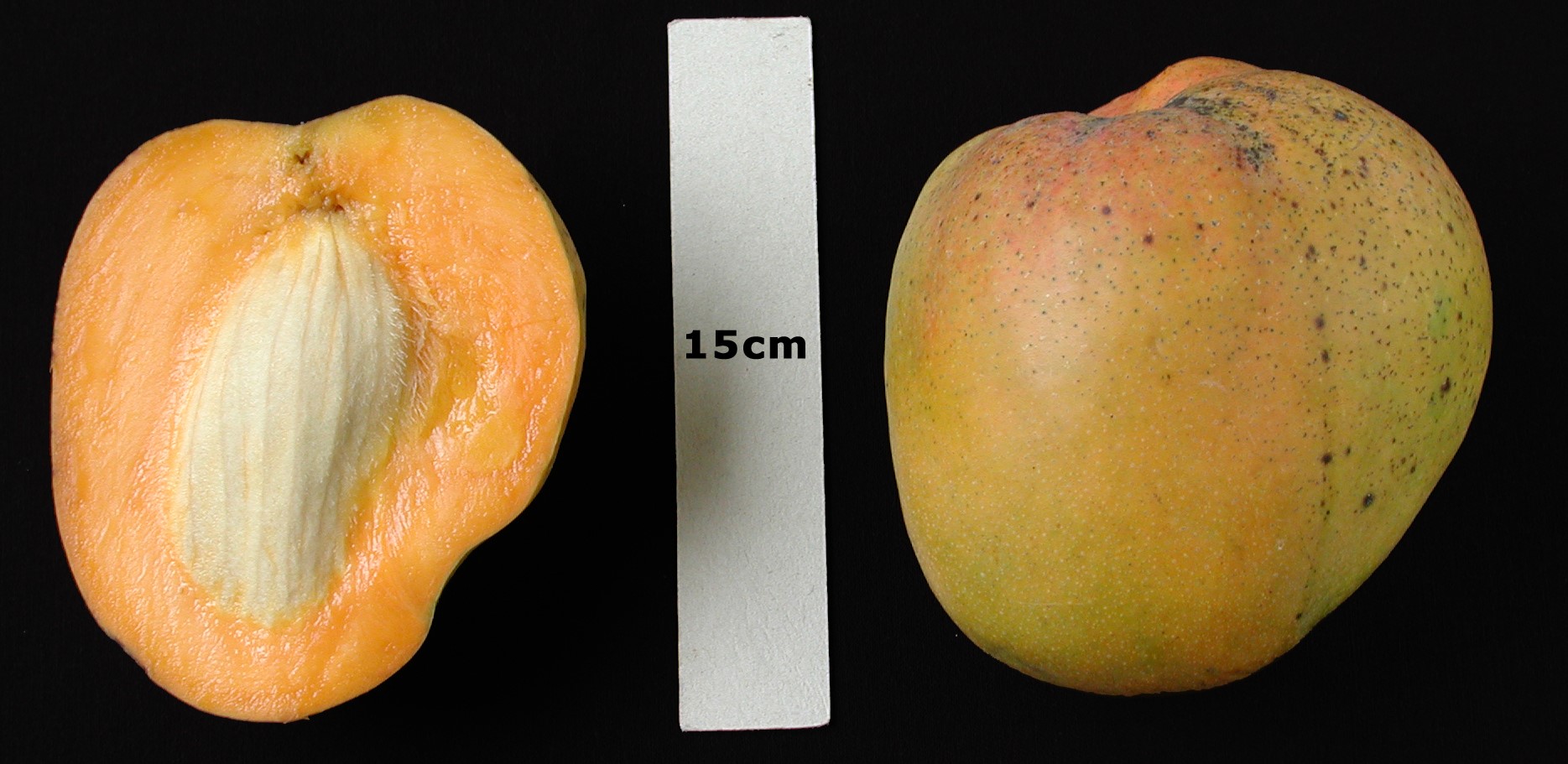 Mango Phenology - Graham 3 - Photo credits: Ian Maguire