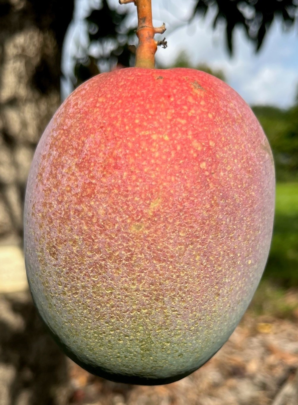 Mango Phenology - Haden 1 - Photo credits: JH Crane