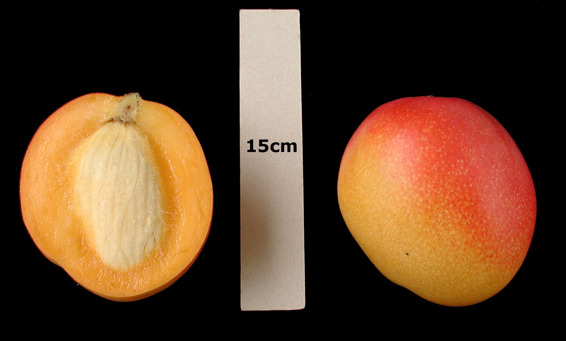 Mango Phenology - Haden 2 - Photo credits: JH Crane