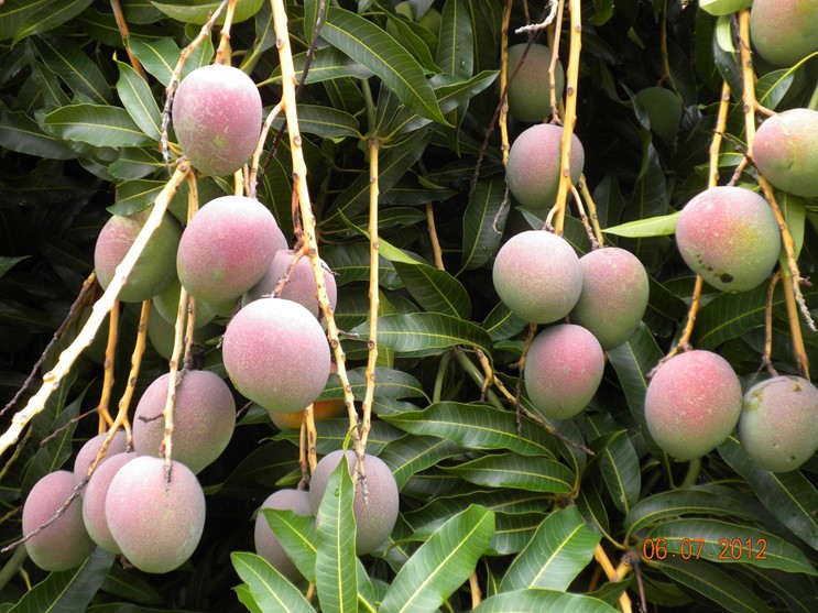 Mango Phenology - Haden 3 - Photo credits: Ian Maguire