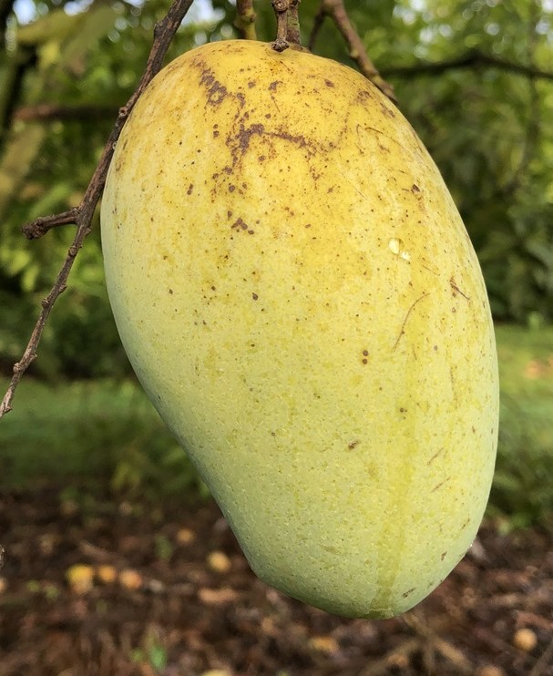 Mango Phenology - Hindi Bessenara 1 - Photo credits: JH Crane