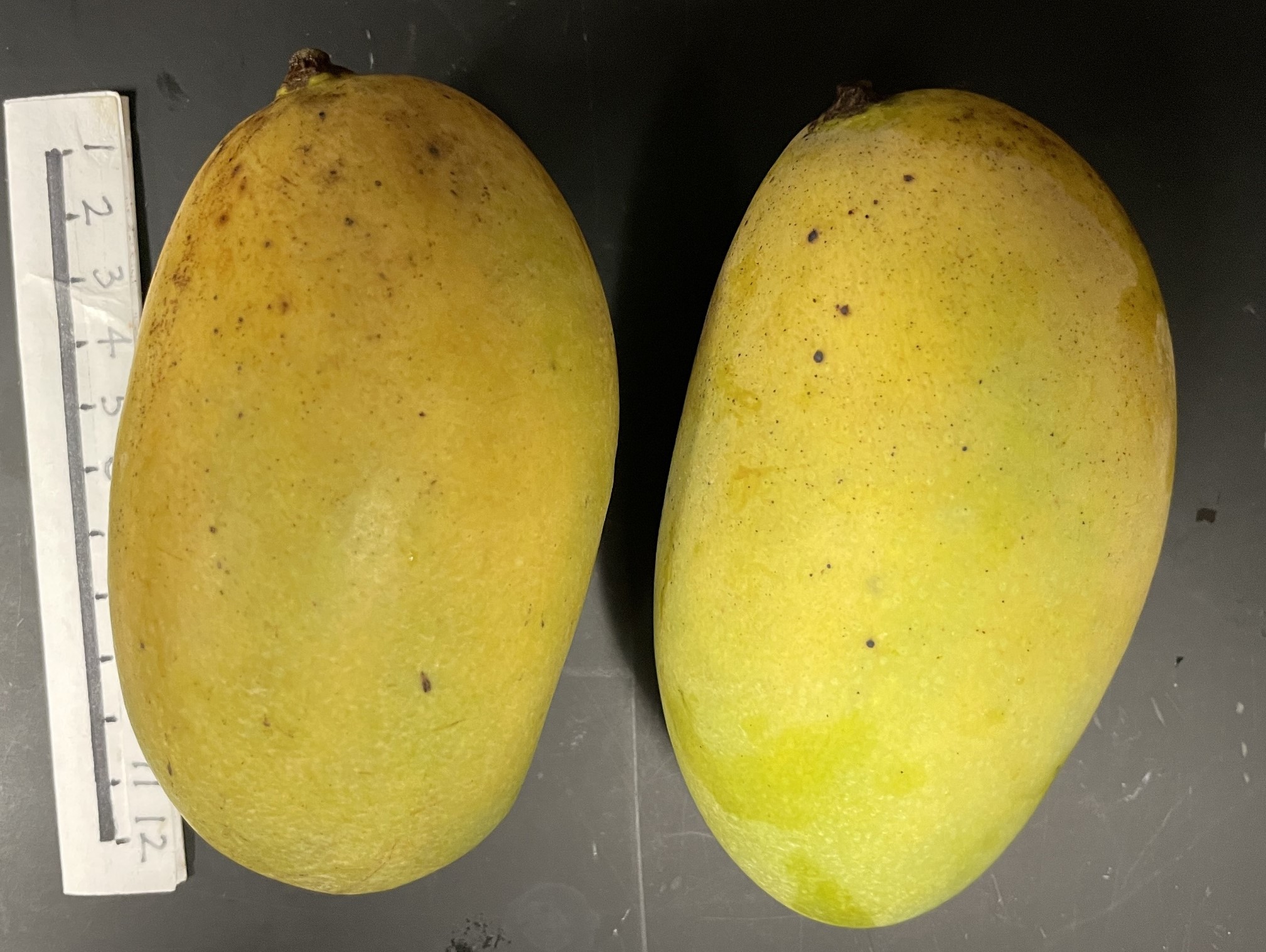 Mango Phenology - Hindi Bessenara 2 - Photo credits: JH Crane