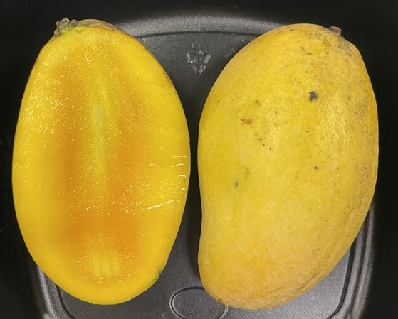 Mango Phenology - Hindi Bessenara 3 - Photo credits: JH Crane