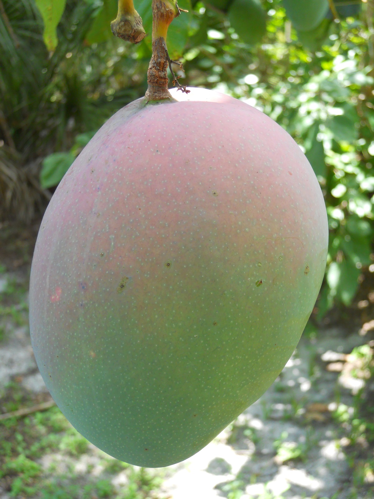 Mango Phenology - Keitt 1 - Photo credits: JH Crane