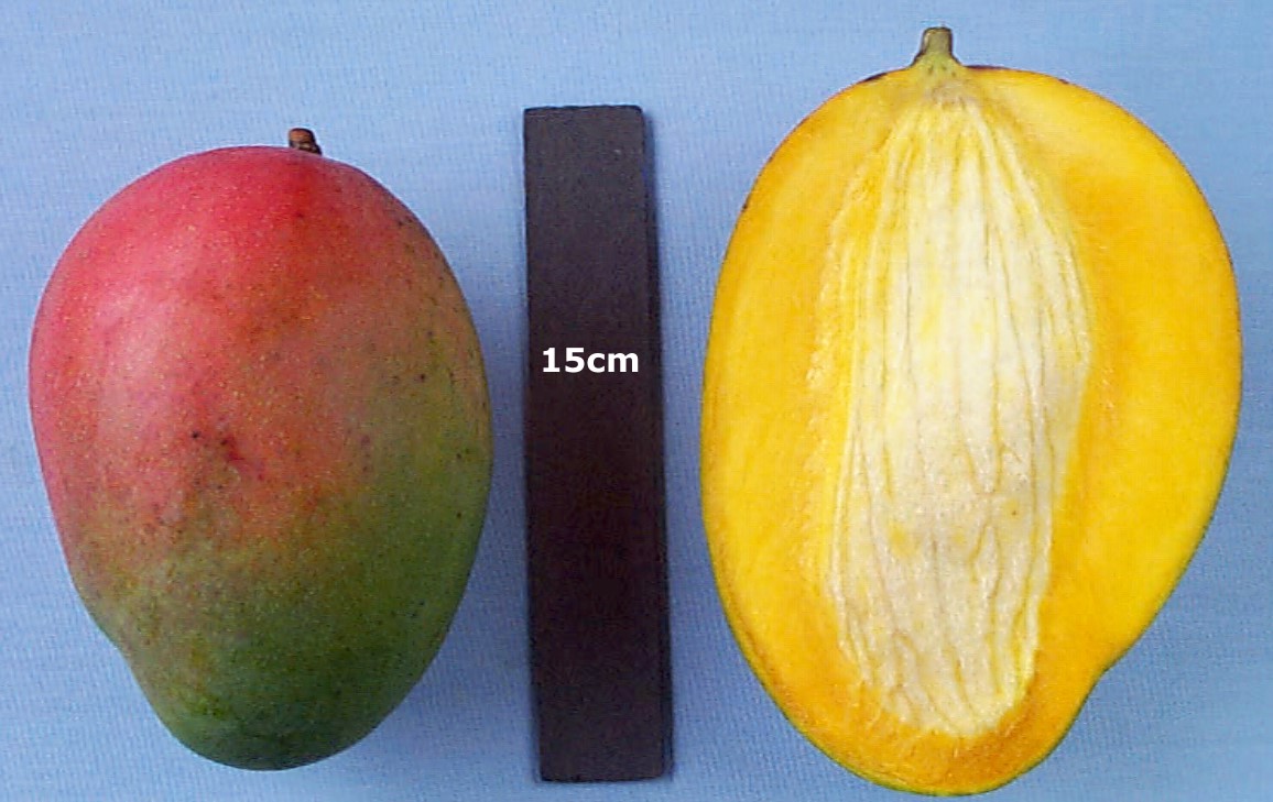 Mango Phenology - Keitt 2 - Photo credits: Ian Maguire