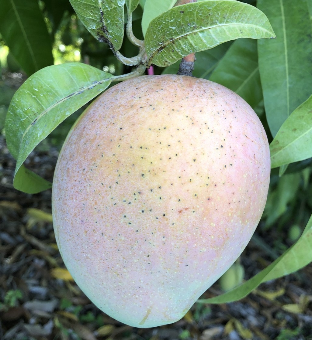 Mango Phenology - Kensington Pride 1 - Photo credits: JH Crane