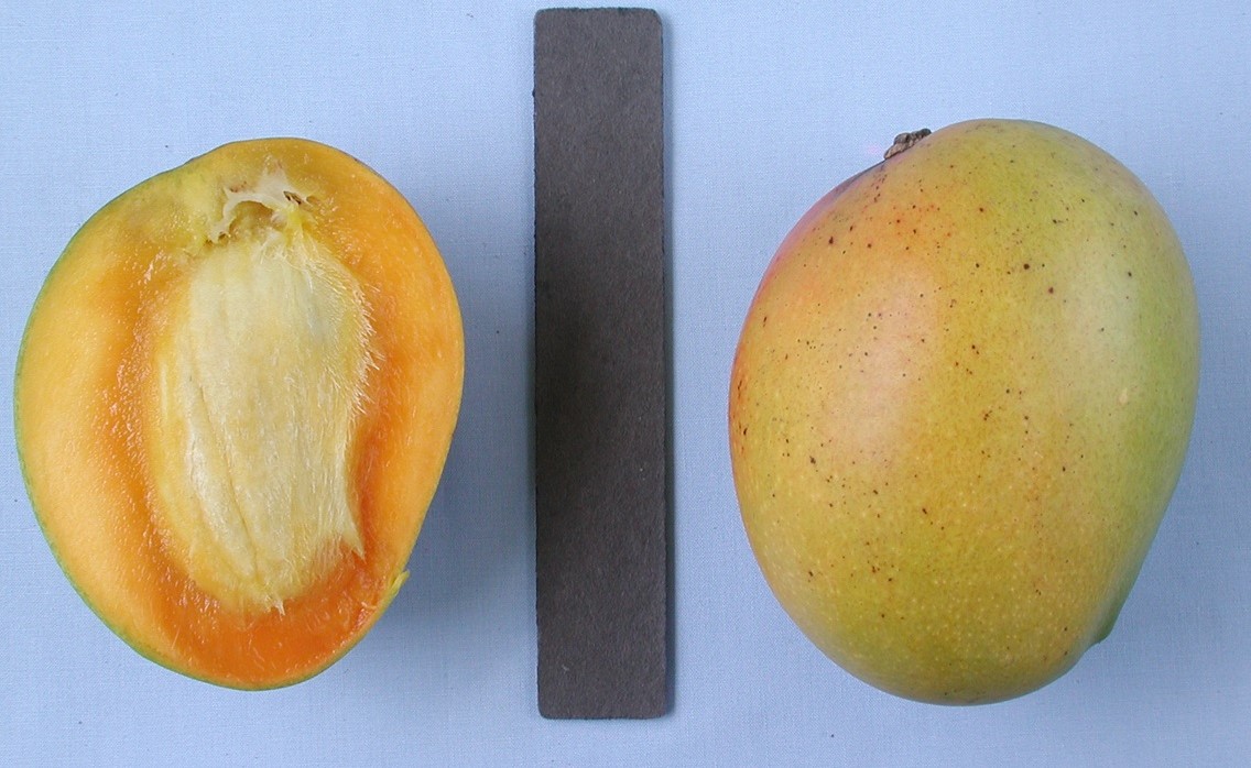 Mango Phenology - Kensington Pride 2 - Photo credits: Ian Maguire