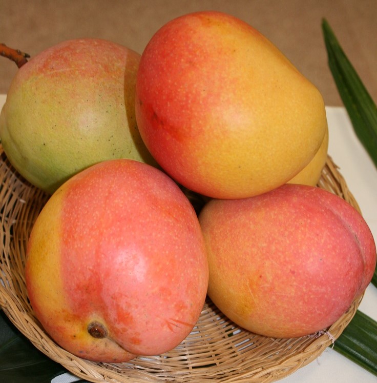 Mango Phenology - Kensington Pride 3 - Photo credits: Mark Nickum