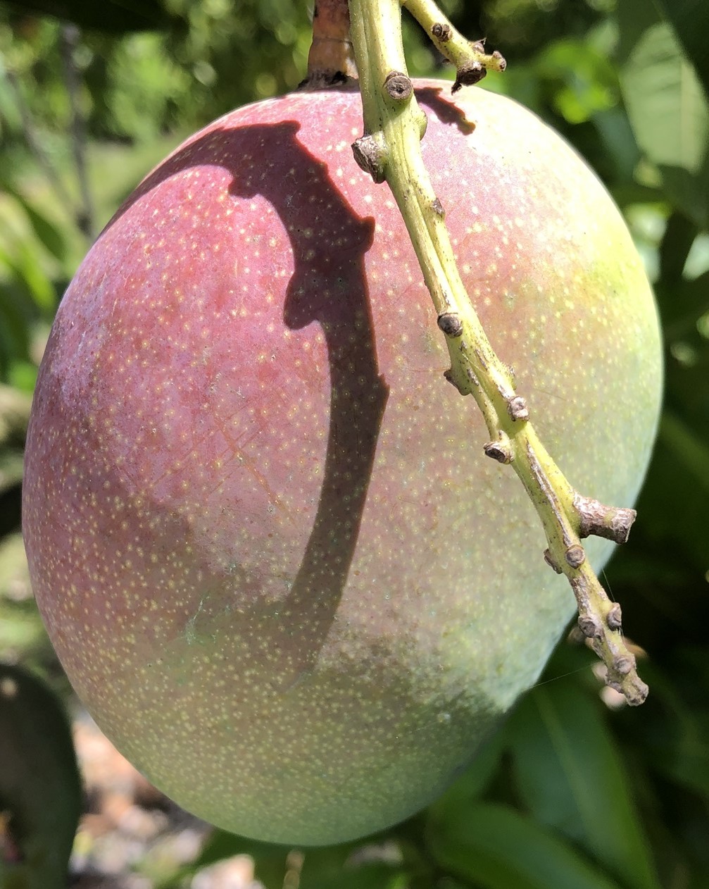 Mango Phenology - Kent 1 - Photo credits: JH Crane