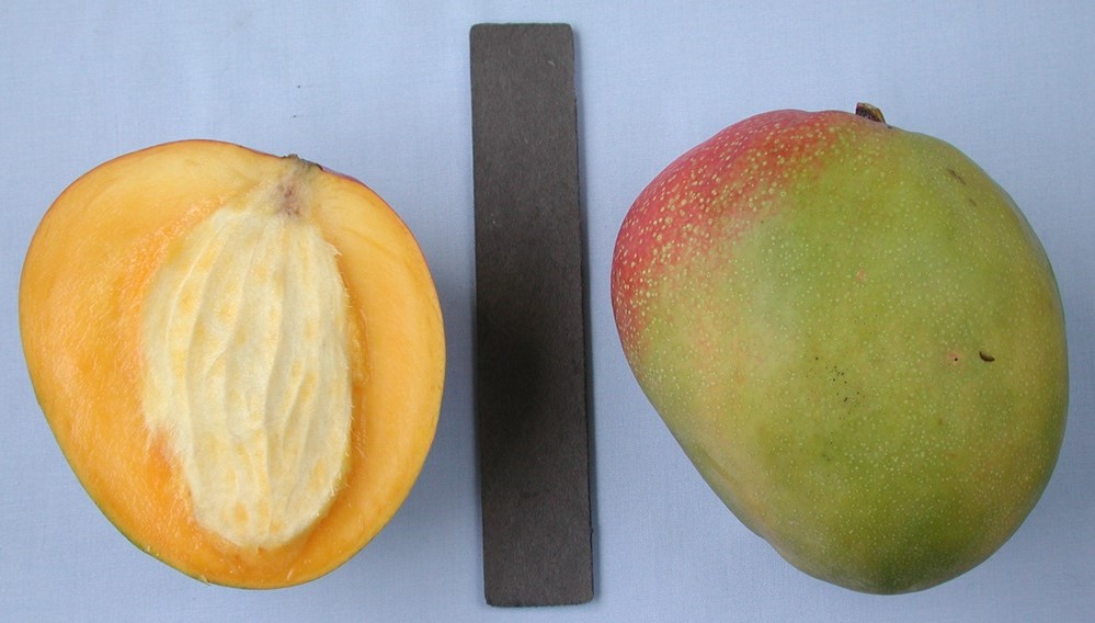 Mango Phenology - Kent 2 - Photo credits: Ian Maguire