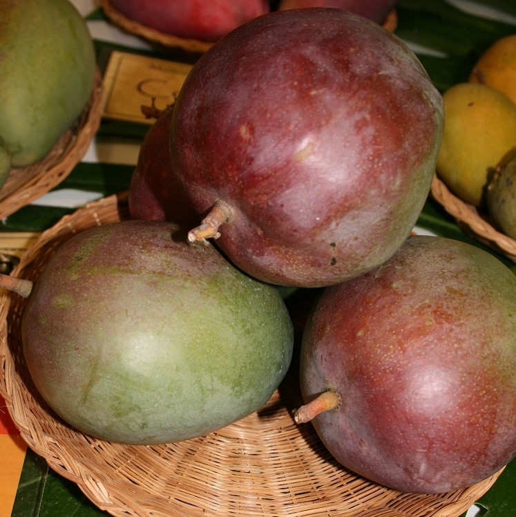 Mango Phenology - Kent 3 - Photo credits: Mark Nickum