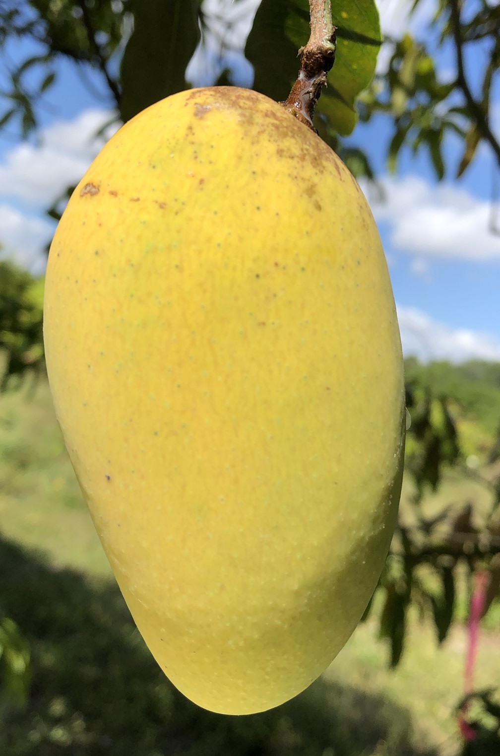 Mango Phenology - Lemon Zest 1 - Photo credits: JH Crane