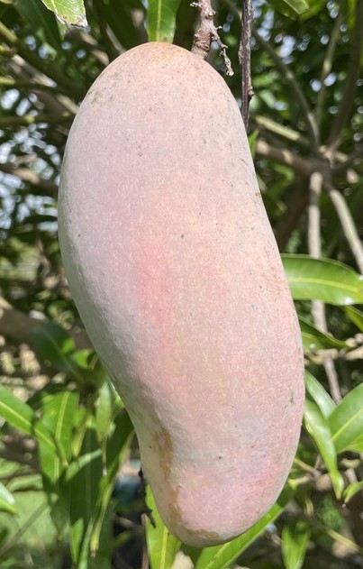 Mango Phenology - Mahachanok 1 - Photo credits: JH Crane