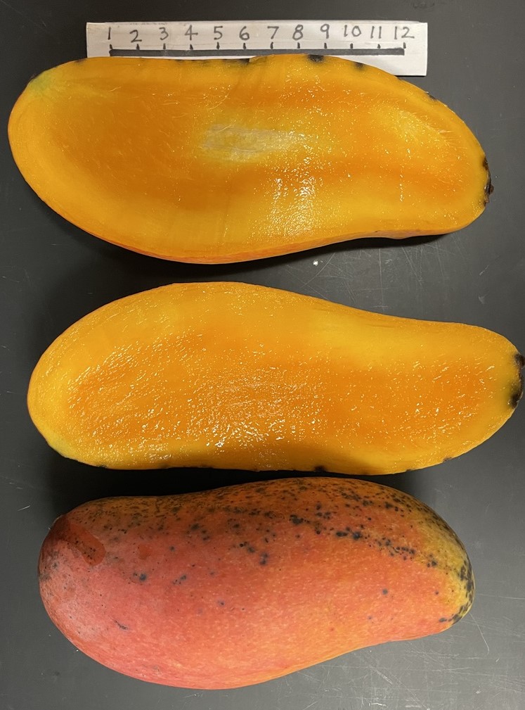 Mango Phenology - Mahachanok 2 - Photo credits: JH Crane