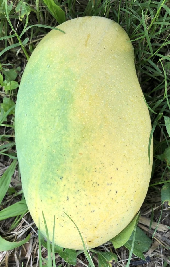 Mango Phenology - Mallika 1 - Photo credits: JH Crane