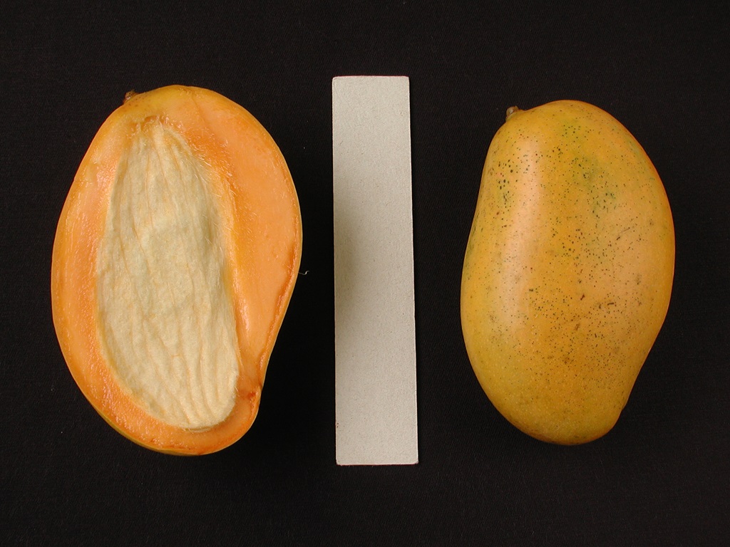 Mango Phenology - Mallika 2 - Photo credits: Ian Maguire