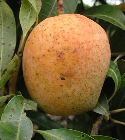 Mango Phenology - Mamme 1 - Photo credits: Ian Maguire