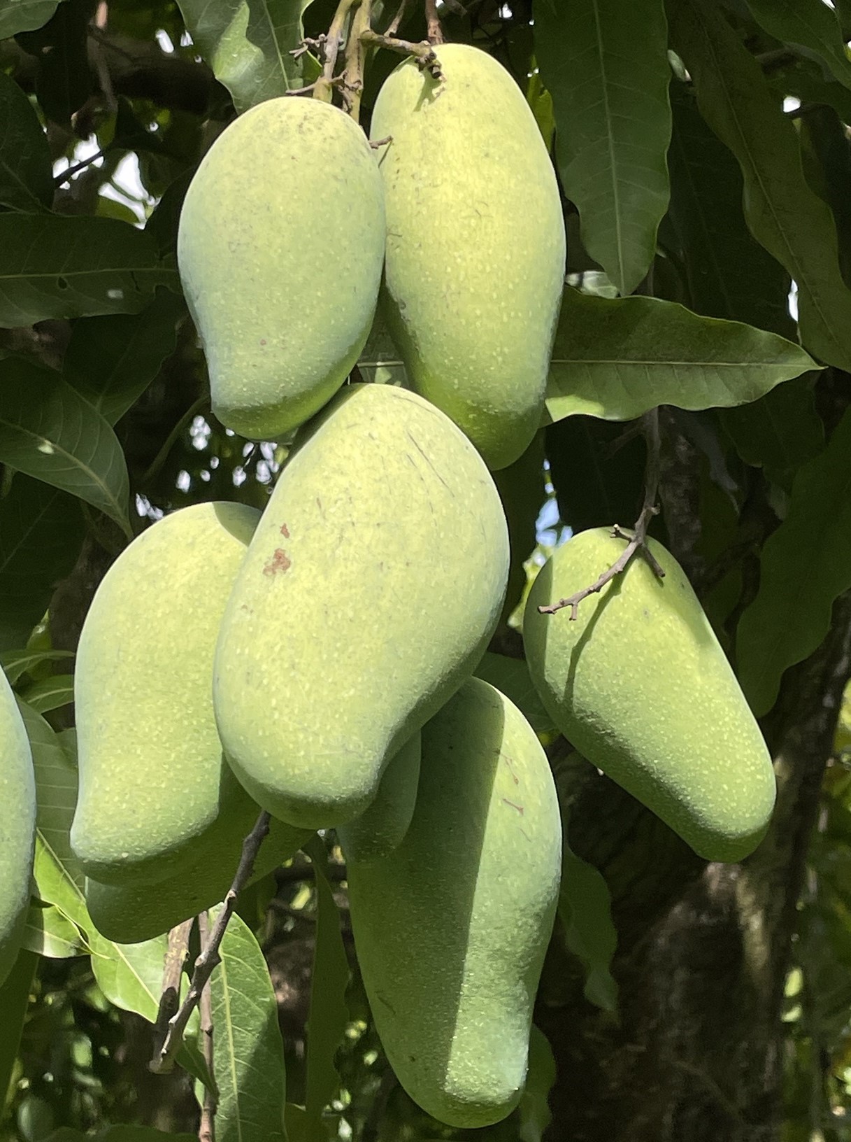 Mango Phenology - Nam Doc Mai 1 - Photo credits: JH Crane