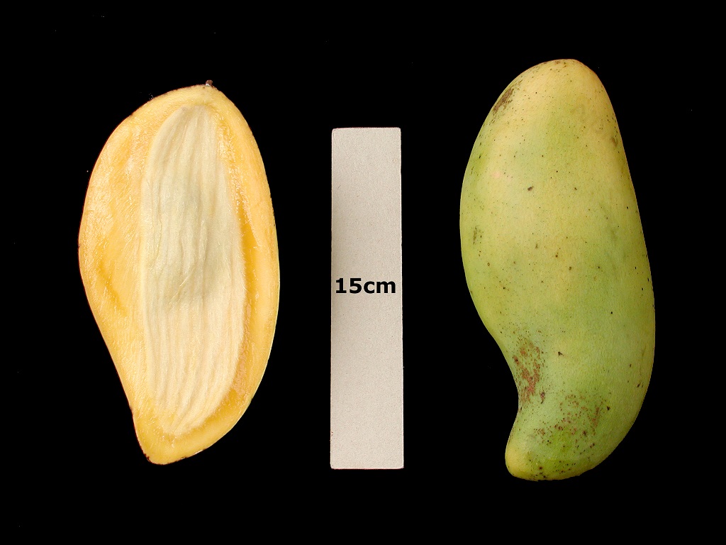 Mango Phenology - Nam Doc Mai 3 - Photo credits: Ian Maguire