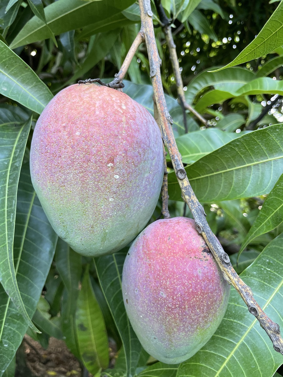 Mango Phenology - Otts 1 - Photo credits: JH Crane