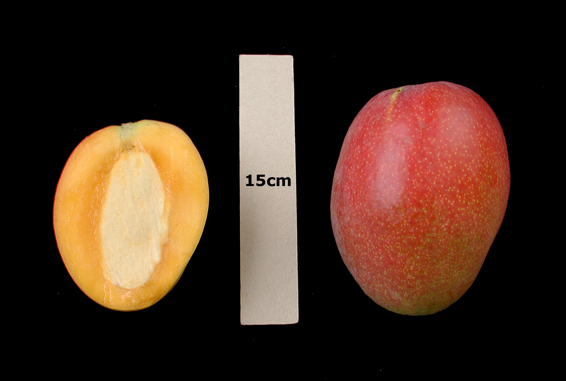 Mango Phenology - Otts 3 - Photo credits: Ian Maguire