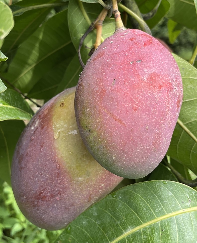 Mango Phenology - Palmer 1 - Photo credits: JH Crane