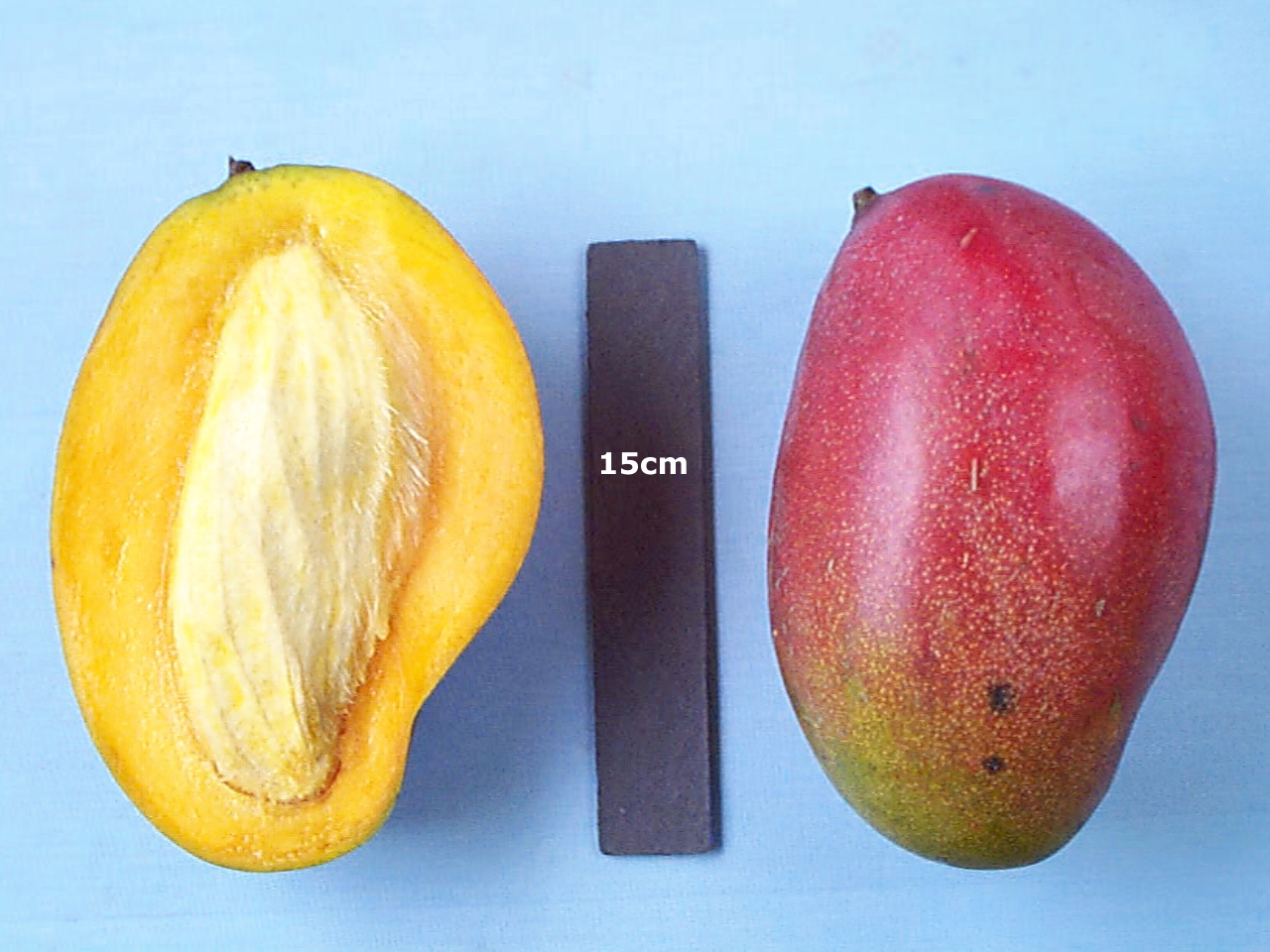 Mango Phenology - Palmer 3 - Photo credits: Ian Maguire