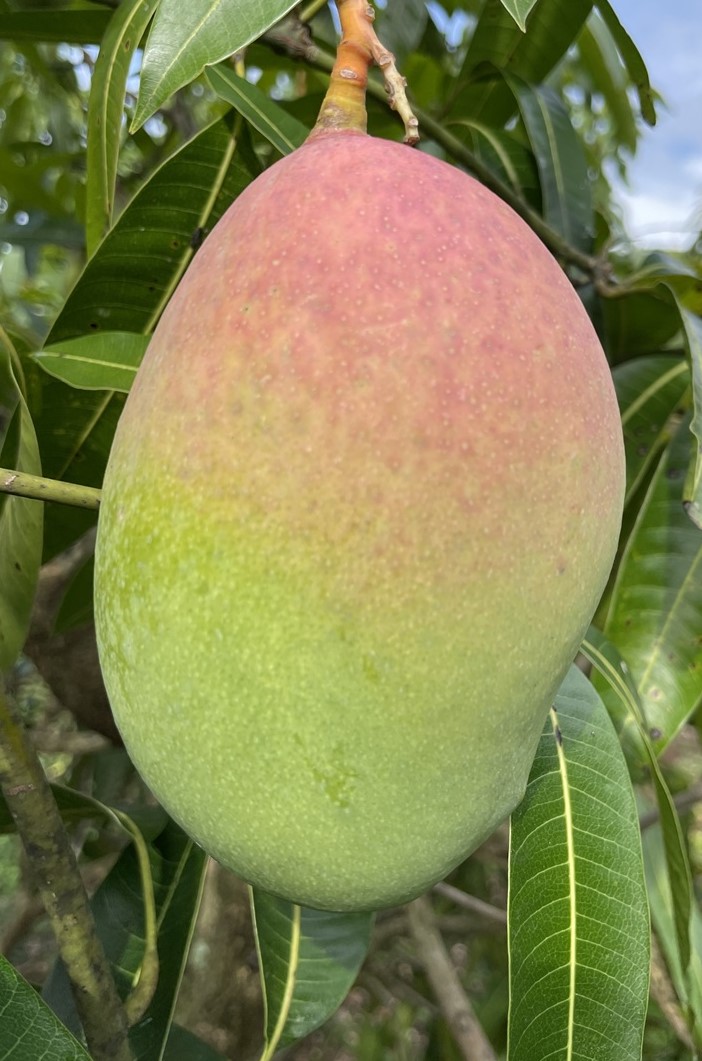 Mango Phenology - Pickering 1 - Photo credits: JH Crane