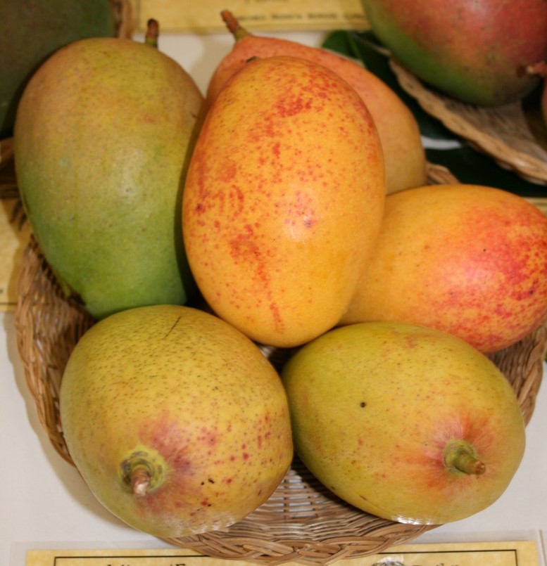 Mango Phenology - Pickering 2 - Photo credits: Mark Nickum