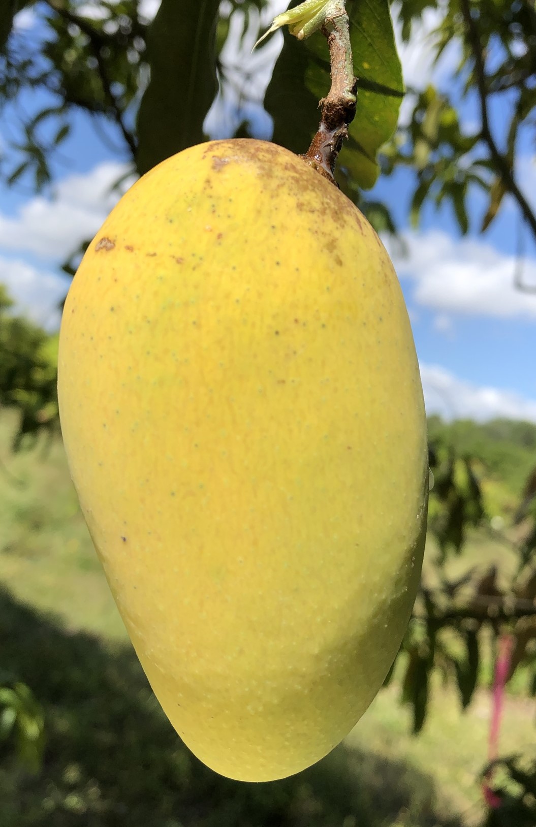 Mango Phenology - Po Pyu Kalay 1 - Photo credits: JH Crane