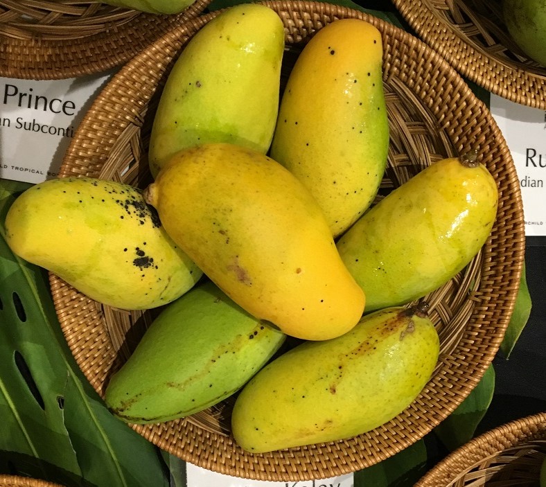 Mango Phenology - Po Pyu Kalay 3 - Photo credits: JH Crane