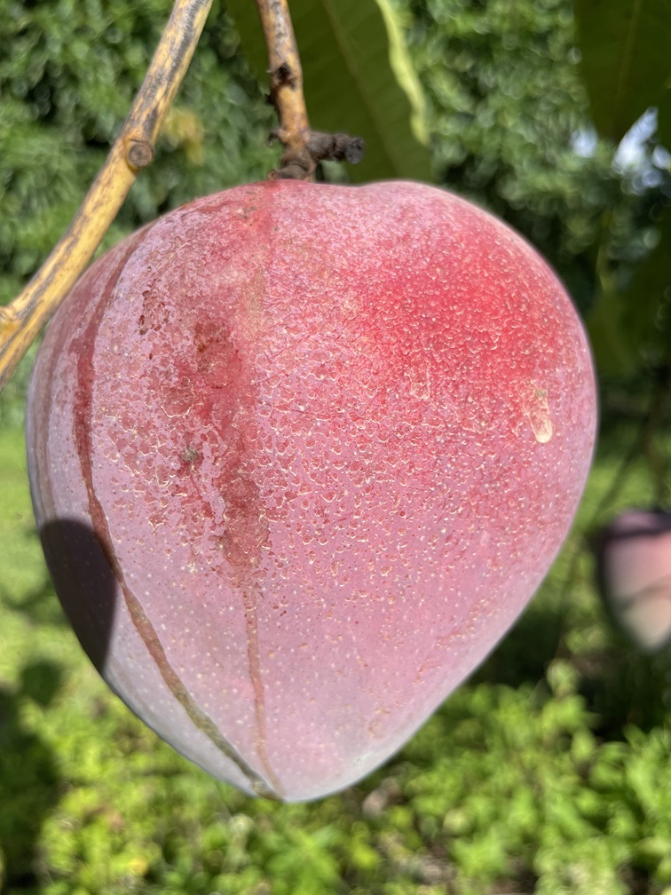 Mango Phenology - Rapoza 1 - Photo credits: JH Crane