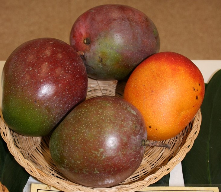 Mango Phenology - Rapoza 4 - Photo credits: Mark Nickum