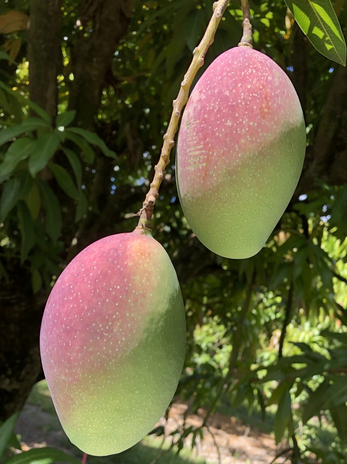 Mango Phenology - Ruby 1 - Photo credits: JH Crane